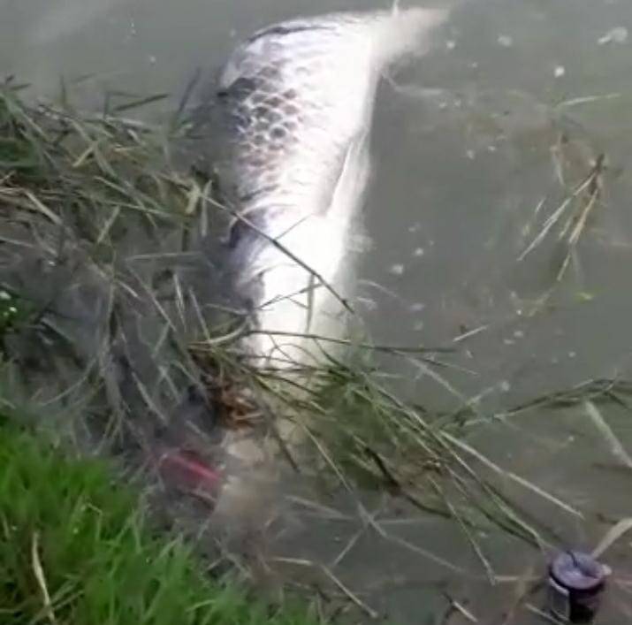 ASSISTA: após vídeo mostrar pirarucu agonizando em Colorado, especialista diz o que pode ter matado o grande peixe
