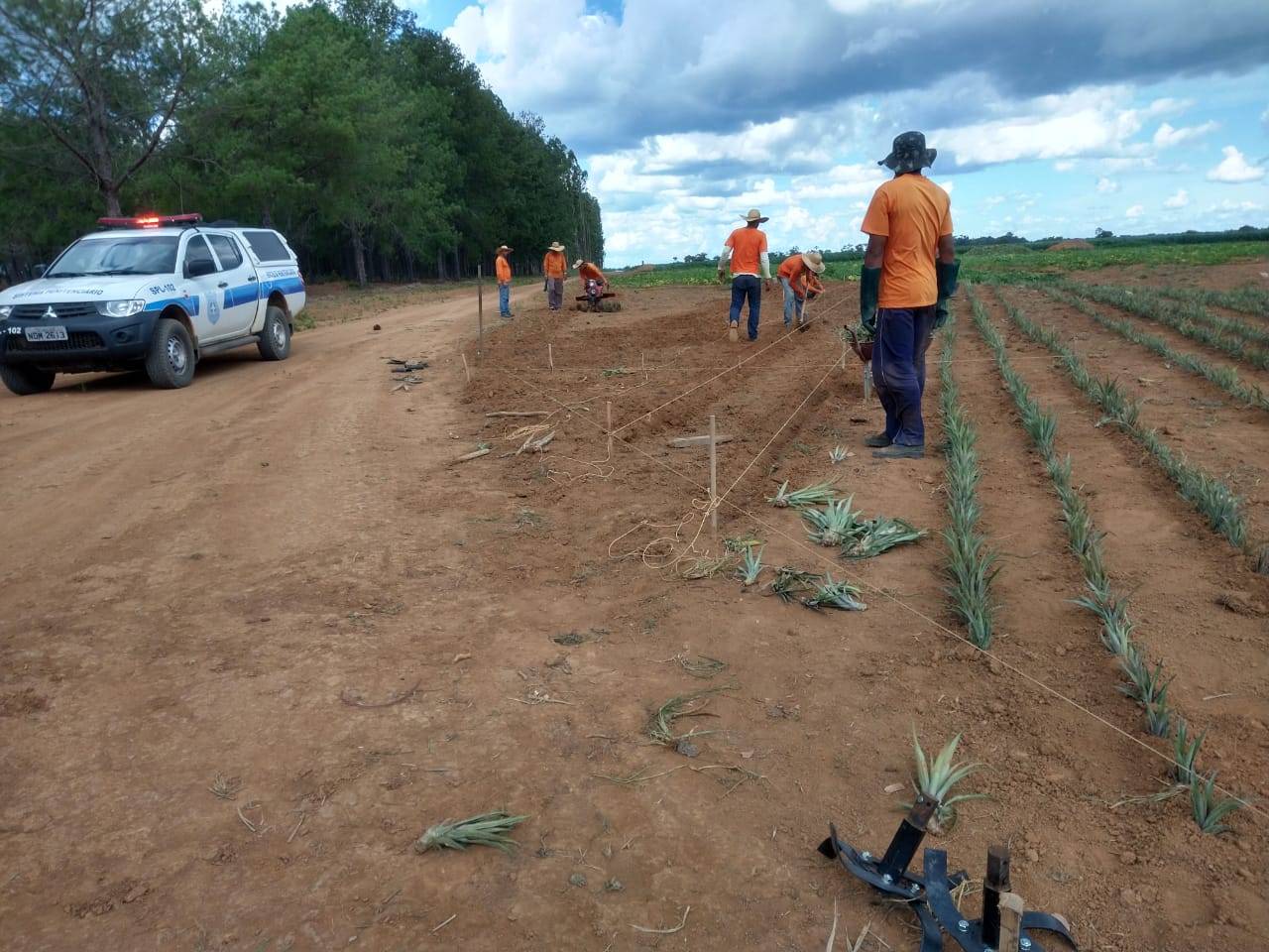 Detentos de presídio, que já produziam hortaliças, plantam 80 mil pés de abacaxis; trabalho melhora disciplina na unidade