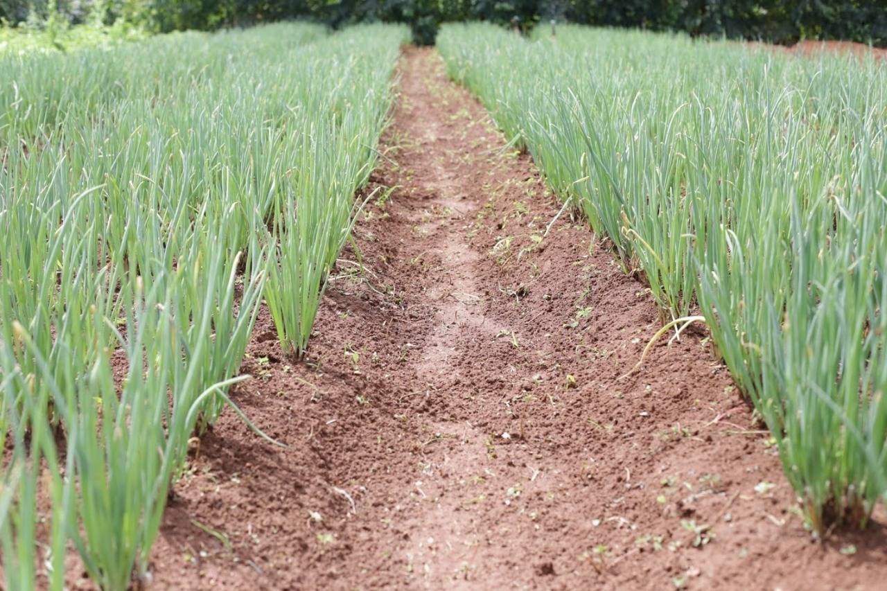 Chacareiros têm até o dia 12 de abril para pedir isenção de IPTU em propriedades que tenham produção agrícola