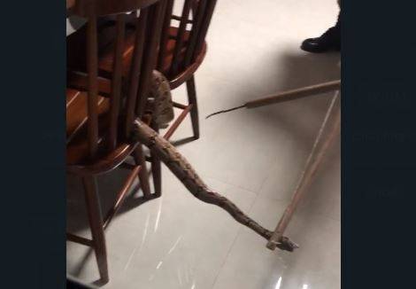 ASSISTA VÍDEO: casal acorda com cobra na varanda a aciona Bombeiros, que capturam e soltam o animal
