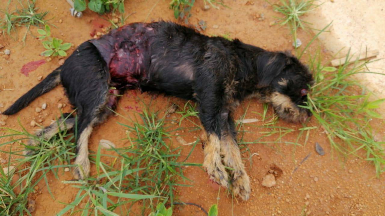 Atacado e ferido mortalmente por pit bull que passeava com o dono, “vira-lata” agonizando na rua é sacrificado pela PM