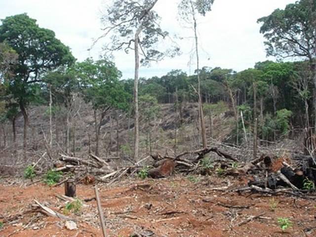 Rondônia só perdeu para o Pará em desmatamento nos meses de setembro e outubro