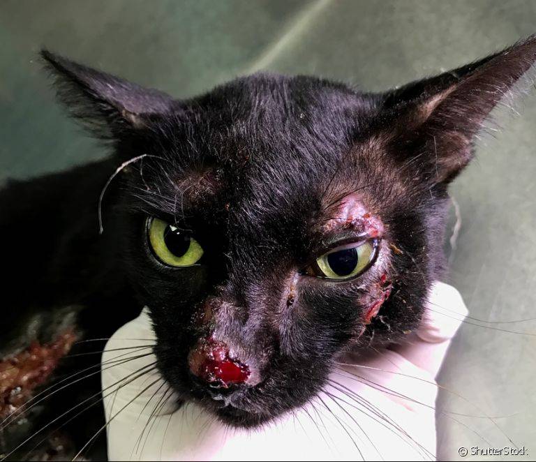 Polícia prende casal acusado de espancar gatos até a morte em Cerejeiras; animais morreram sangrando pelo nariz
