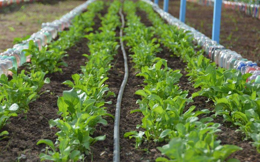 Alunos do Cone Sul de Rondônia conquistam premiação na 10ª Olimpíada Brasileira de Saúde e Meio Ambiente