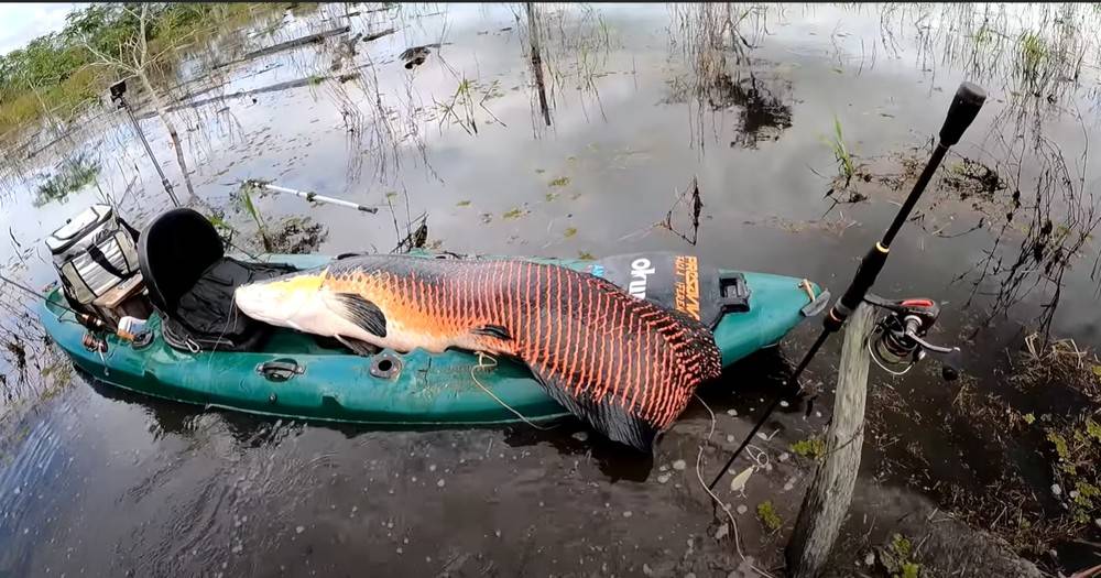 ASSISTA VÍDEO: em Rondônia, pescador esportivo fisga (e solta) o maior peixe de água doce do mundo