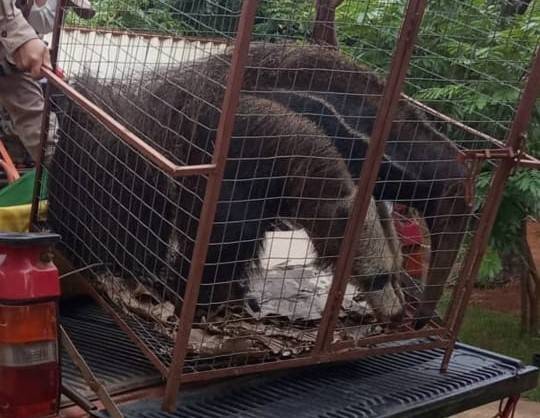 Tamanduá-bandeira, animal raro e com garras afiadas, é encontrado em área urbana e assusta moradores em Cerejeiras