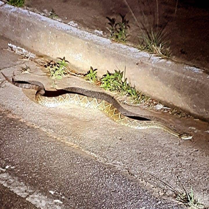Empresário flagra cobra peçonhenta enquanto pedalava na pista que dá acesso ao aeroporto de Vilhena