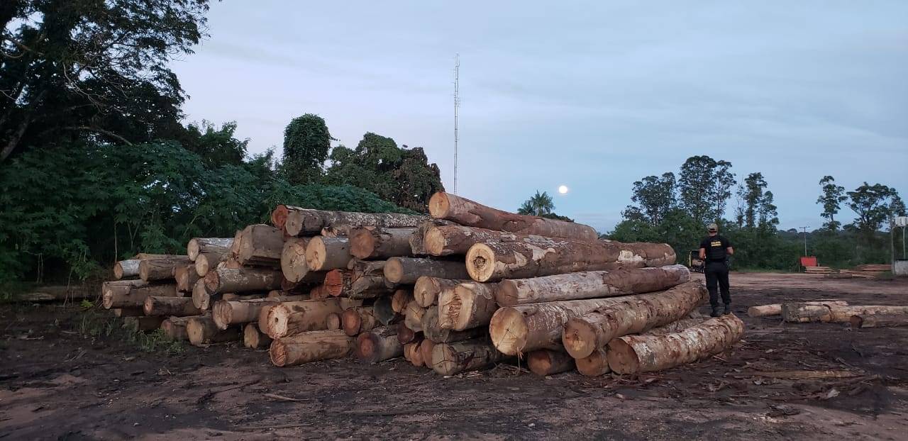 PF e Ibama deflagram operações em três cidades de Rondônia e investigam fraudes cometidas por madeireiras