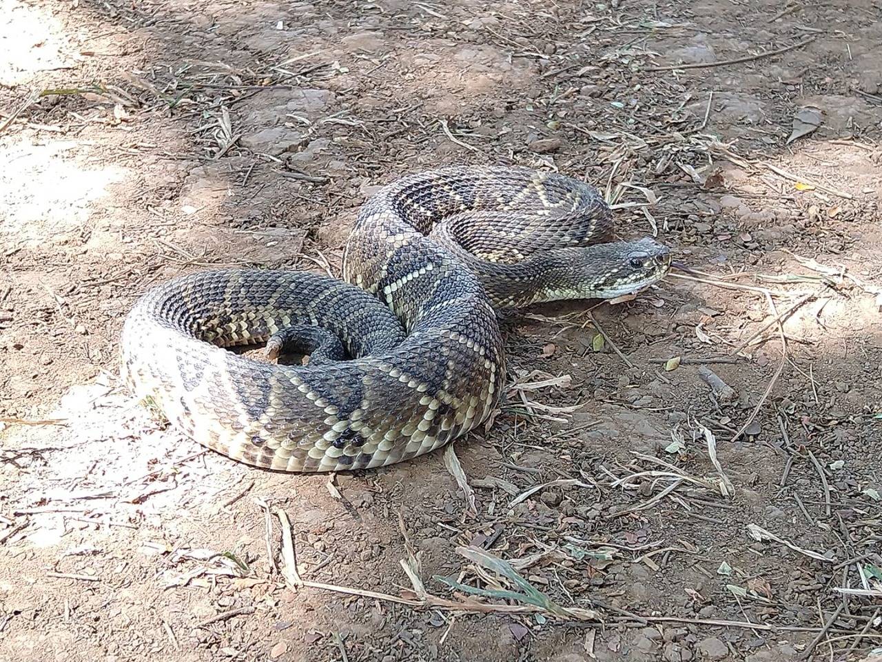 Secretário de Meio Ambiente pede que vilhenenses evitem caminhadas em área da cidade infestada por cobras venenosas