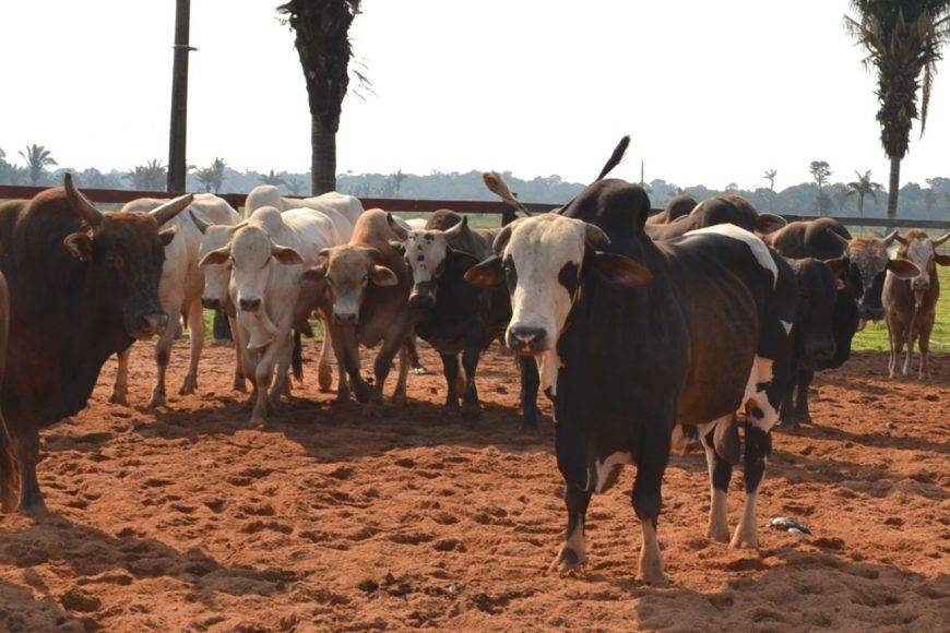 Primeira etapa da campanha de declaração de rebanhos em Rondônia inicia neste sábado