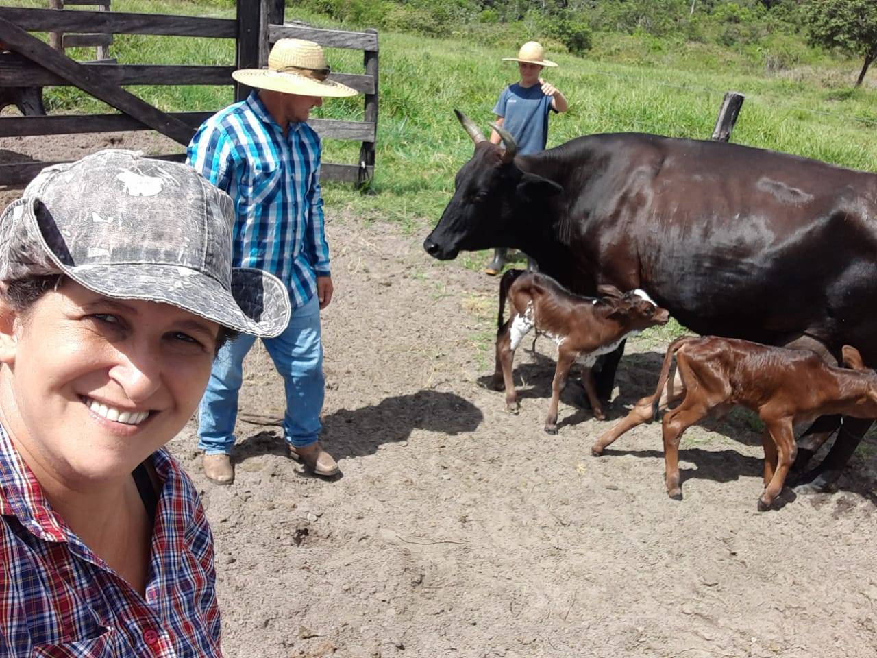 FENÔMENO RARO: em Vilhena, vaca pare bezerros gêmeos de sexos diferentes e surpreende donos