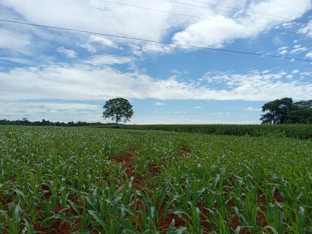 Mesmo com plantio atrasado por problemas climáticos, produtores mantêm expectativa de boa safra de milho na região de Cerejeiras