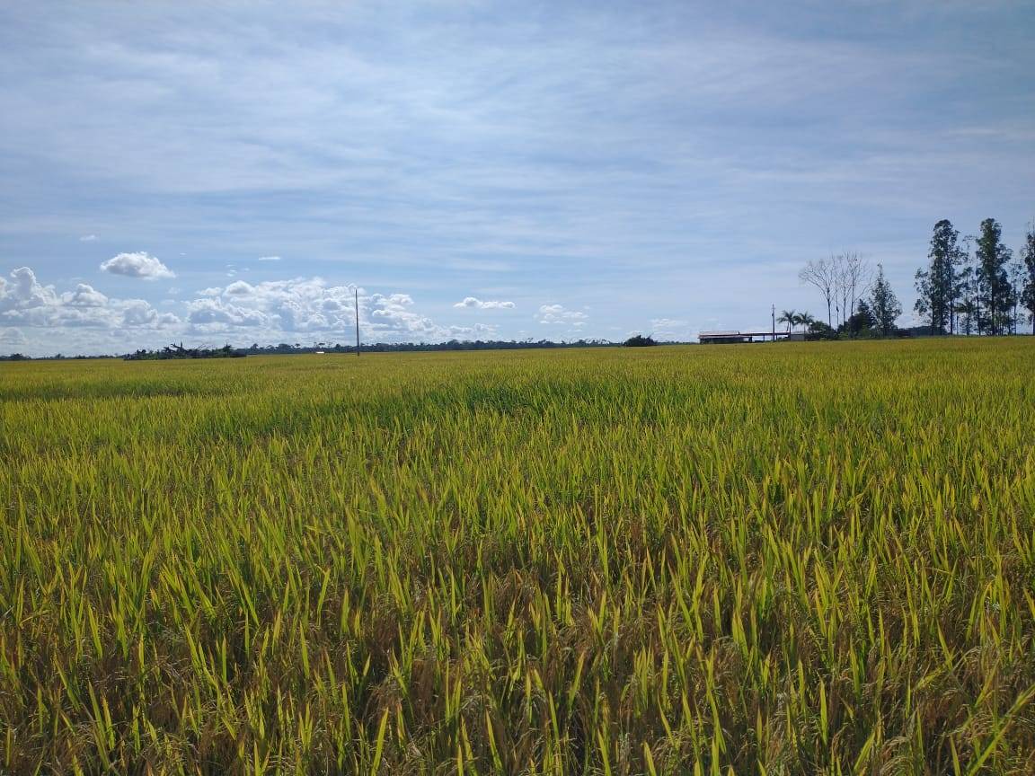 Além da soja e do milho, Cone Sul volta a se destacar na produção de arroz; colheita é concluída com bons resultados