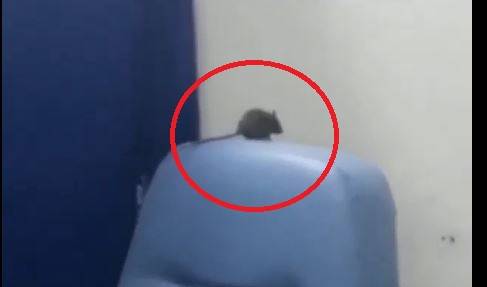 ASSISTA: vídeo de rato “passeando” em hospital gera críticas e viraliza nas redes sociais; prefeitura explica e promete providências