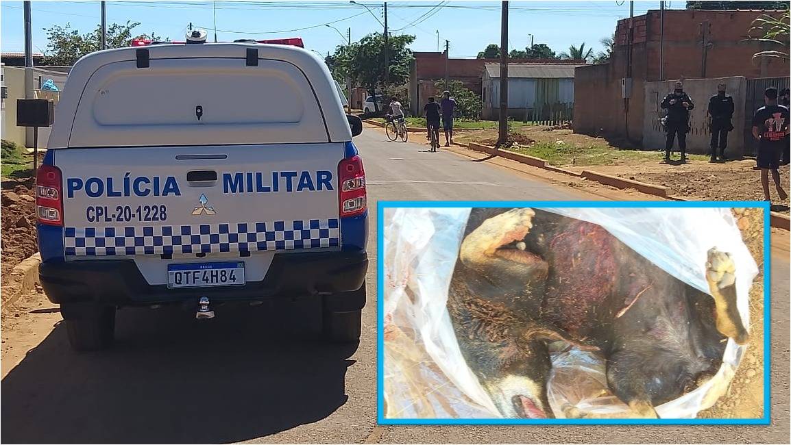 Rottweiler ataca e mata cadelinha Basset que passeava com o dono; proprietária da “fera” pode responder na justiça