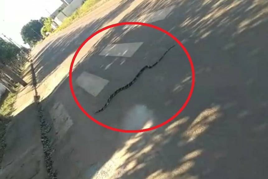 ASSISTA VÍDEO: Bombeiros capturam cobra nas proximidades de comunidade; caninana devora “colegas”