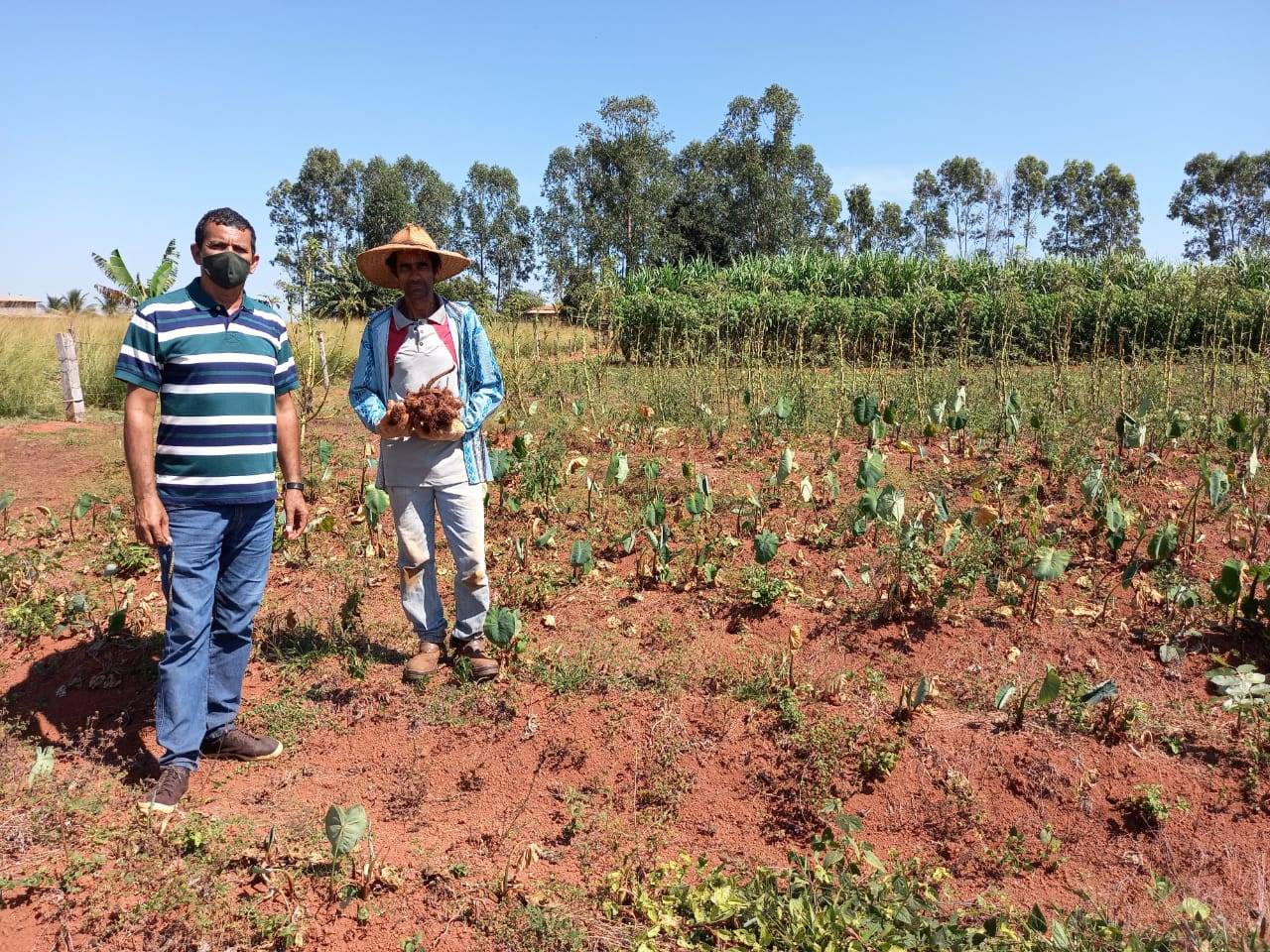 Afetados por fechamento de feiras na pandemia, pequenos produtores recorrem a programas de aquisição de alimentos em Cerejeiras