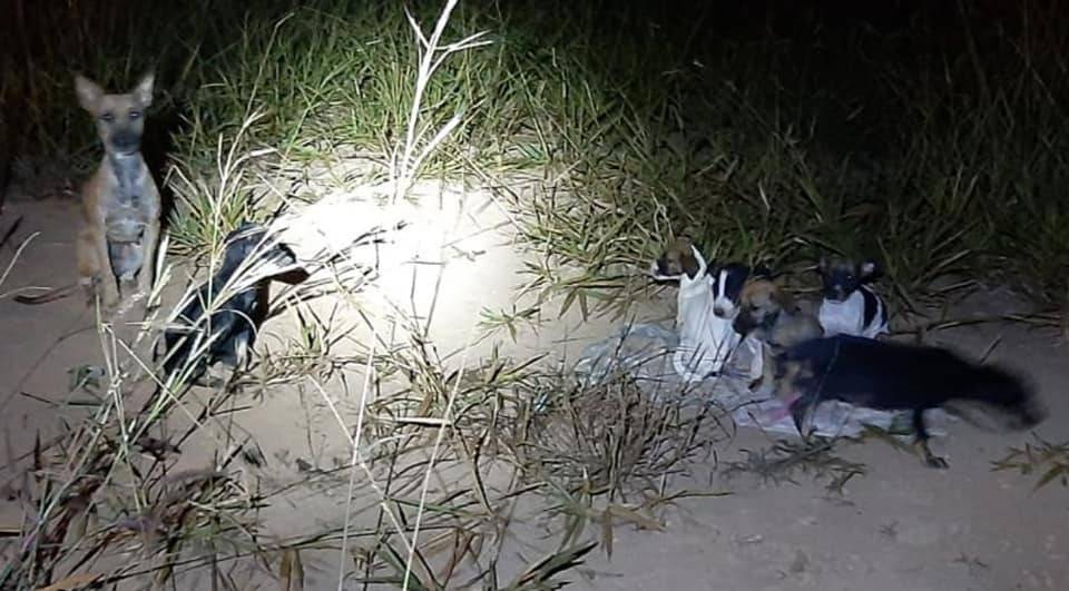Cadelinha abandonada com 7 filhotes revela a crueldade contra animais; ONG combate maus tratos e precisa de ajuda