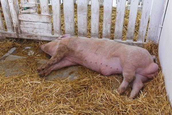 Em Corumbiara, ladrão abate dois porcos reprodutores, deixa animais  mortos no local e leva duas leitoas de sitiante