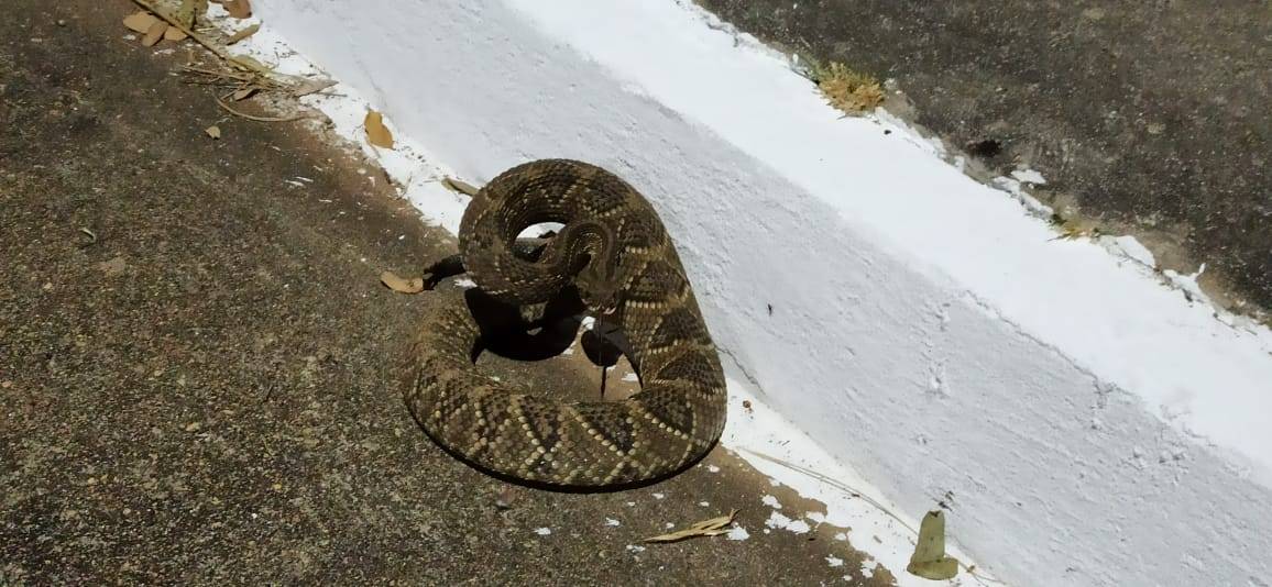 Pedalando, servidor da SEMMA flagra cobra Cascavel na pista do aeroporto e faz alerta a população que frequenta o local