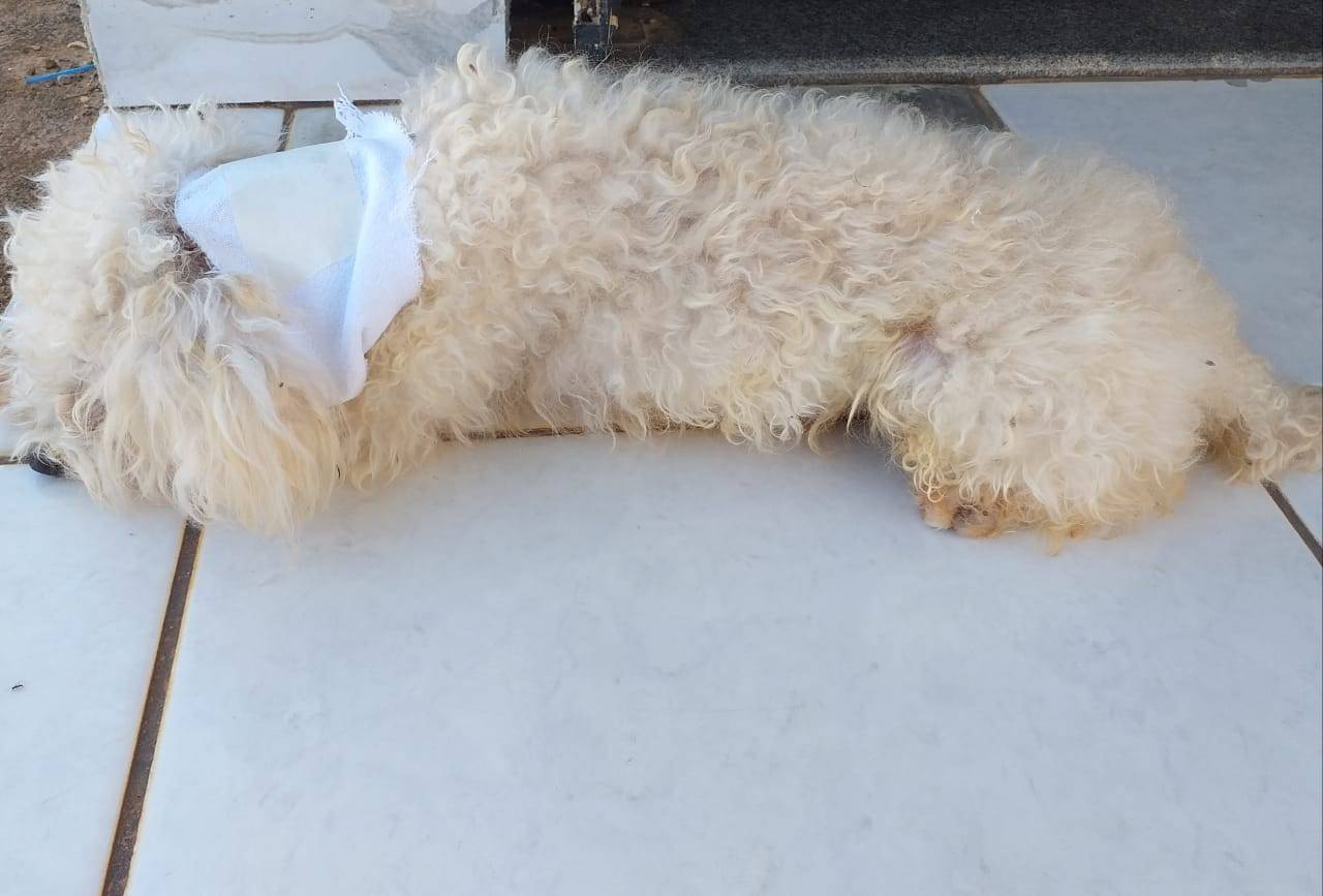 Cachorro quase mata Poodle a dentadas e dona fez alerta sobre perigo de animais soltos nas ruas de bairro