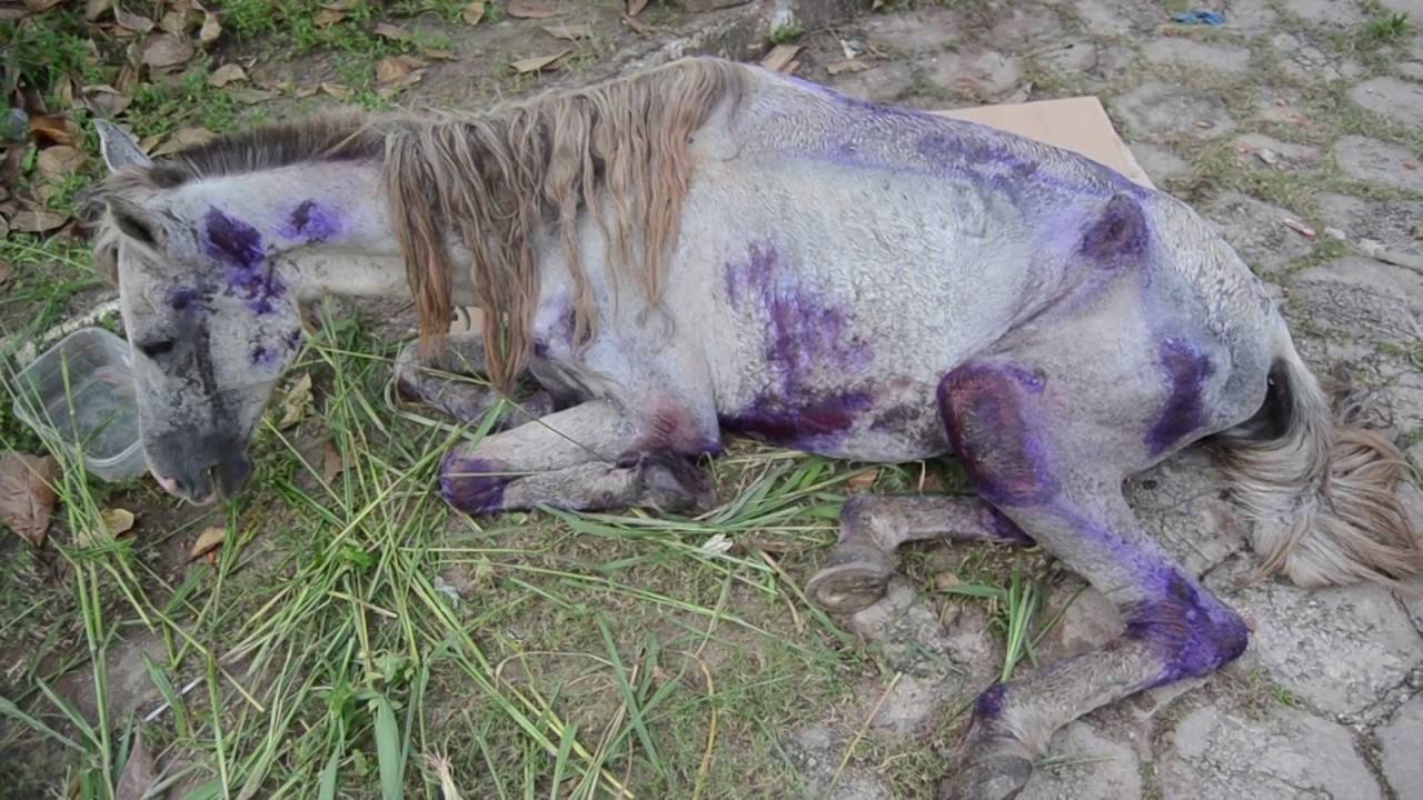 Homem é preso por maltratar cavalo; animal estava tão debilitado que veterinário recomendou sacrificá-lo