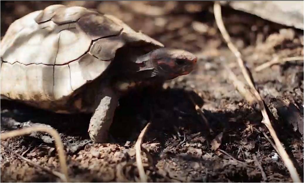 VEJA VÍDEO: jabuti que perdeu parte do casco mas sobreviveu a incêndio é devolvido à natureza; secretário alerta sobre queimadas