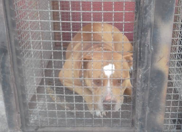 Após capturar pit bull que assustava morador no centro da cidade, Bombeiros avisam aos donos: procedimento padrão é o abate
