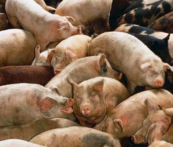 Prestes a receber frigorífico, Vilhena investiga doença de porcos