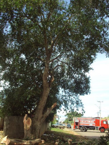Ingazeiro tem galhos arrancados e paisagem perde beleza na José do Patrocínio