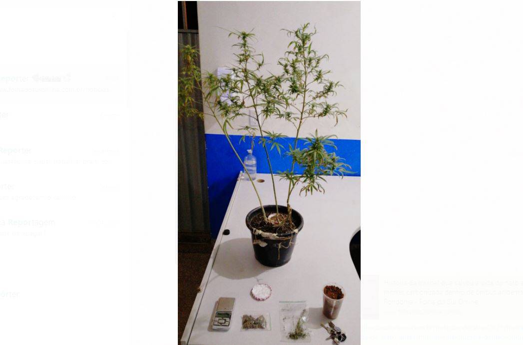 Polícia prende rapaz de 19 anos que tinha a própria “lavoura” de maconha em casa para vender