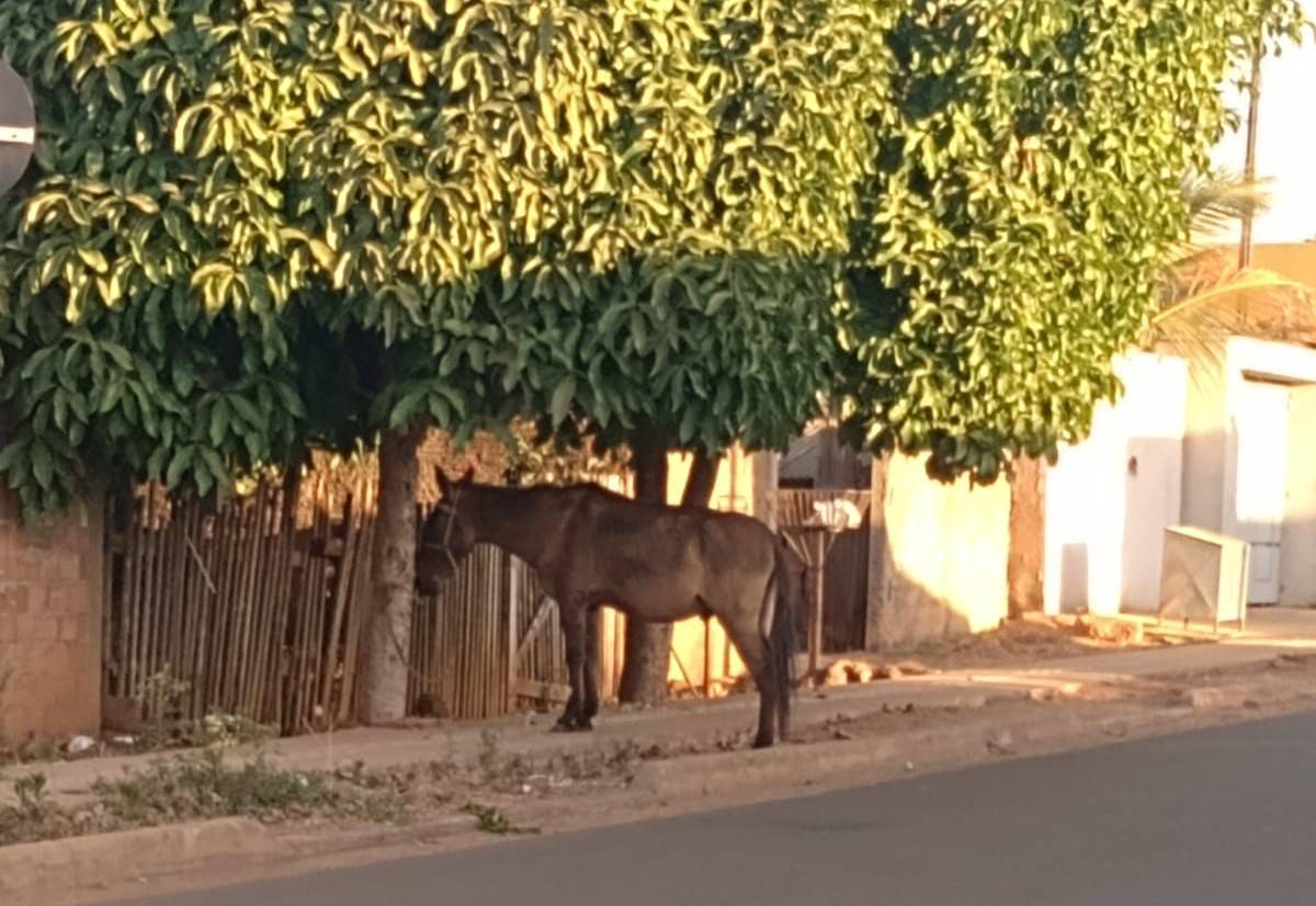 Moradores do Setor 19 se revoltam com animal sem água e comida e denunciam caso nas redes sociais