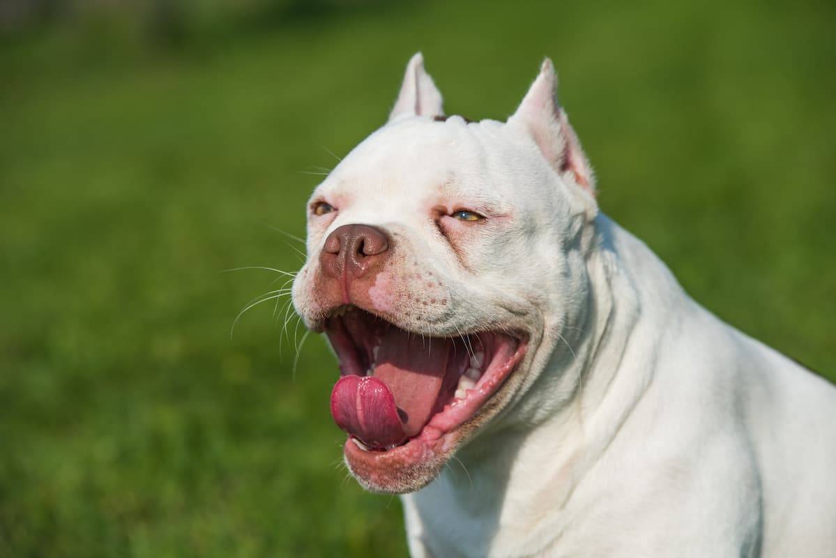Cães pit bull provocam pânico, mordem homem e mulher, mobilizam equipe da PM e um deles é abatido a tiros