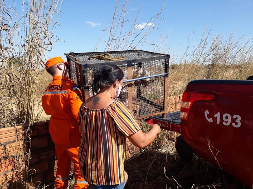 Entidade resgata cadela pit bull baleada em ação policial e comenta ataques que deixaram pessoas feridas em Vilhena