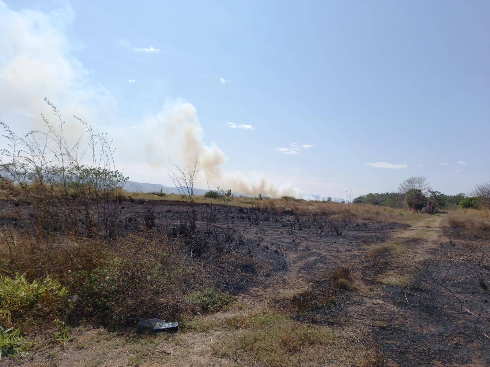 Queima de lixo pode ter provocado incêndio que destruiu parte de lavoura de milho em Cerejeiras
