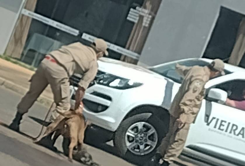 Após atacar dois cães e matar um deles, pit bull morre enforcado durante ação dos Bombeiros, em Vilhena