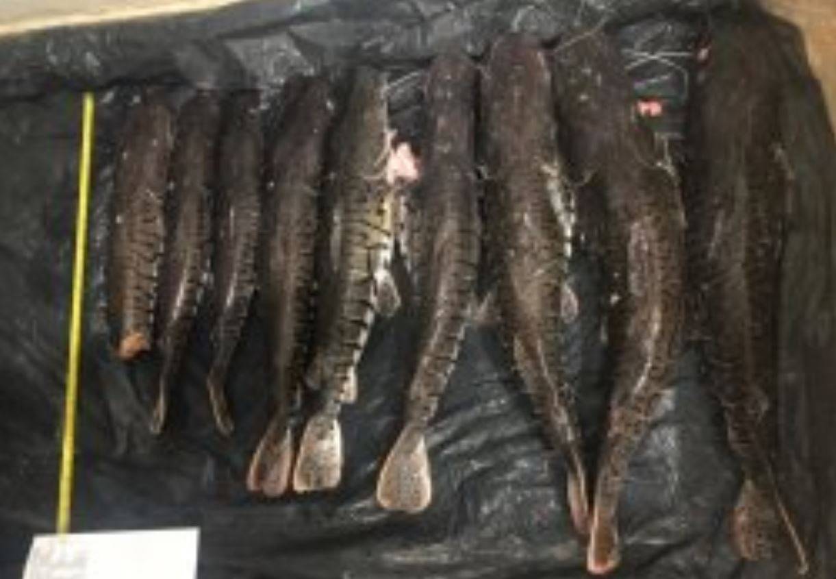 Azedou a pescaria: moradores de Cacoal são presos com 70 kg de peixes ilegais em cidade de Mato Grosso