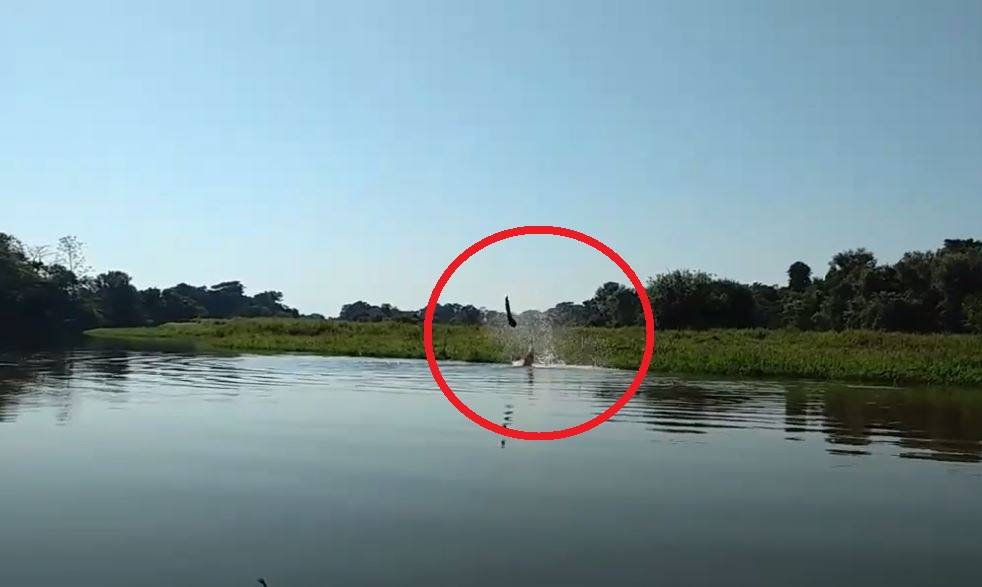 ASSISTA VÍDEO: vilhenense que filmou incrível batalha entre boto e peixe-elétrico no rio Guaporé recebeu mensagem da Escócia