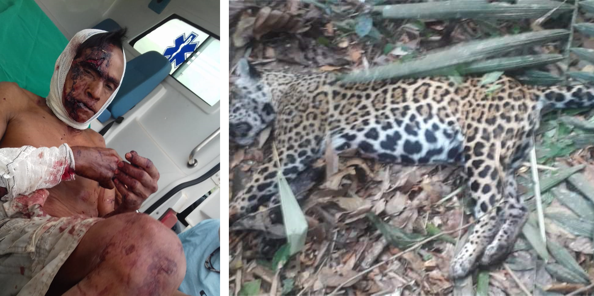 Indígena de 67 anos luta contra onça em Chupinguaia e mata o animal, mas fica em estado grave e é trazido para Vilhena