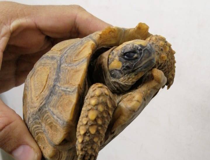 Ao investigar suspeita de tráfico de drogas, polícia encontra animal silvestre sofrendo maus tratos