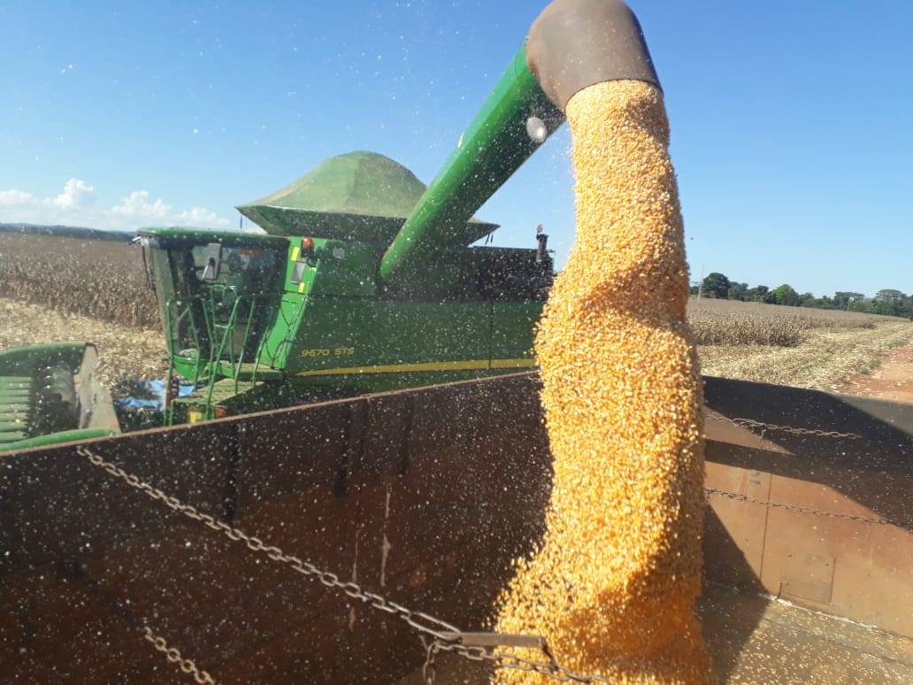 Problema climático derruba produção de milho, mas preço bom evita prejuízos na região de Cerejeiras