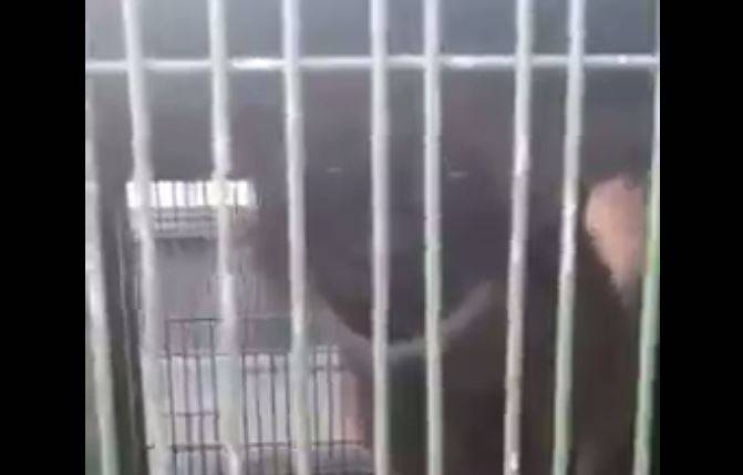 ASSISTA VÍDEO: lobo-guará é resgatado fugindo de incêndio em terra indígena próxima a Vilhena