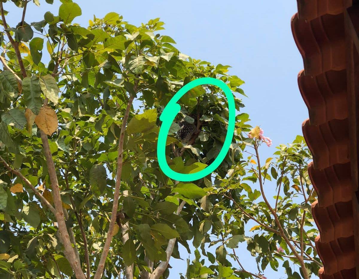 ASSISTA VÍDEO: porco-espinho invade quintal e descansa em árvore; morador nem aciona Bombeiros para visitante “bonzinho”