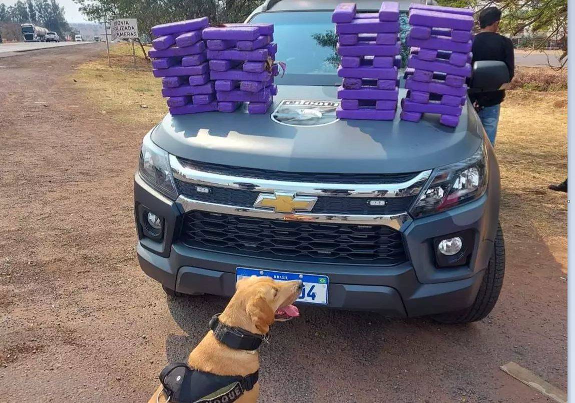 Contratado em Vilhena para buscar 50 kg de maconha no Paraná, homem de 32 anos é preso em MS após ação de cão farejador