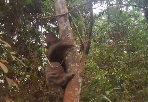 ASSISTA VÍDEO: bicho-preguiça resgatado fugindo de queimadas é devolvido à natureza e secretário de Meio Ambiente faz alerta