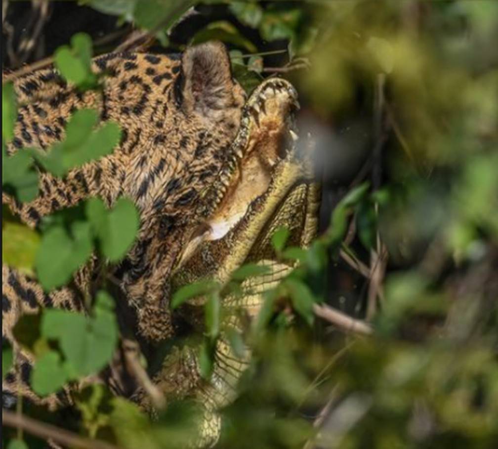 ASSISTA VÍDEO: ataque de onça-pintada a jacaré é gravado por fotógrafo mexicano em pantanal de Estado vizinho