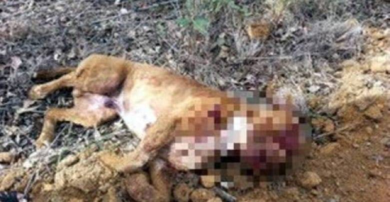 Leitor dá detalhes de outro ataque de pit bull em Vilhena; animal foi abatido por policial após matar cadelinha a dentadas