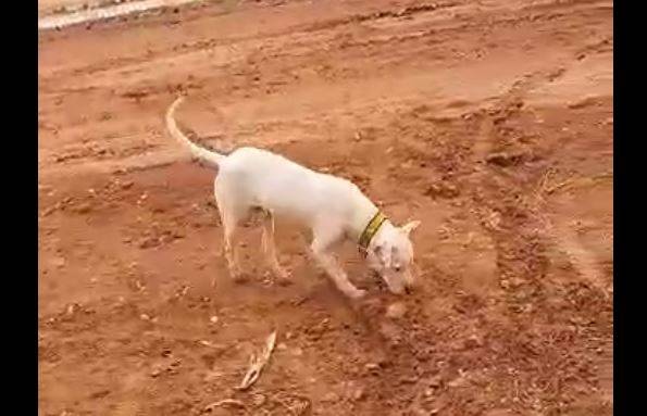 ASSISTA VÍDEO: em Vilhena, construtor mostra filhote de pit bull solto na rua e alerta sobre perigo para crianças