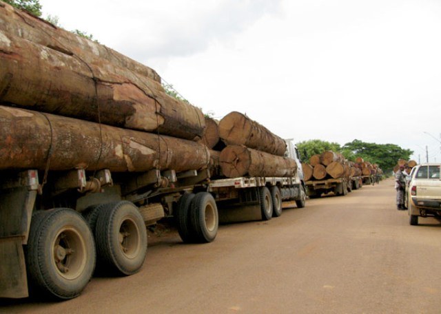 Ibama reduz em dois terços a madeira apreendida em Rondônia