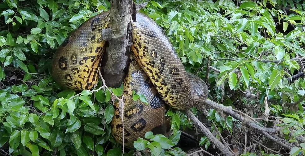 ASSISTA: após fisgar pirarucu de 100 kg, pescador flagra sucuri gigante em rio de Rondônia e vídeo viraliza no Youtube